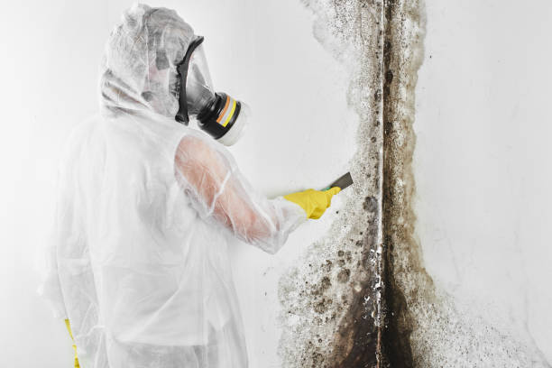 Best Mold Testing and Inspection Services in Comfort, TX