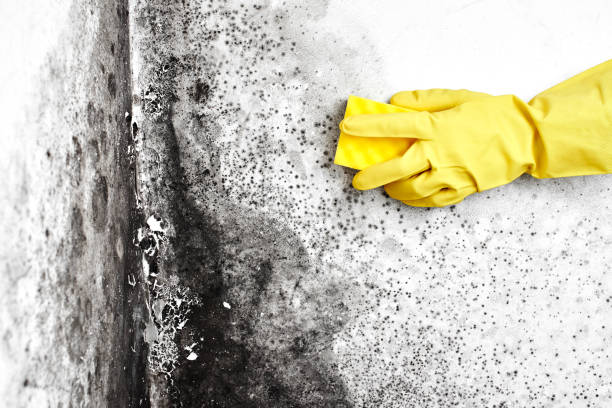 Best Kitchen Mold Remediation in Comfort, TX