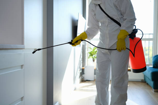 Best Basement Mold Remediation in Comfort, TX