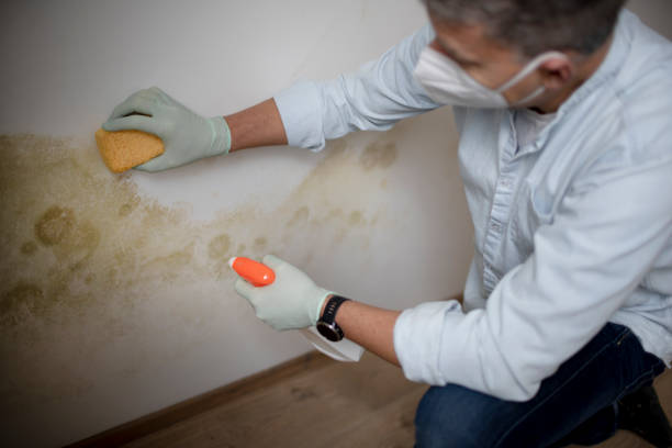 Best White Mold Remediation in Comfort, TX