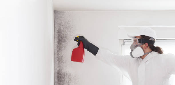 Best Commercial Mold Remediation in Comfort, TX