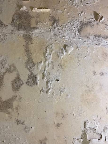 Best Emergency Mold Remediation in Comfort, TX