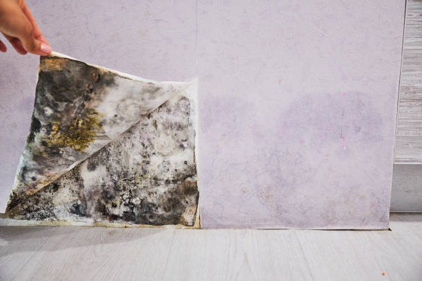 Best Bathroom Mold Remediation in Comfort, TX
